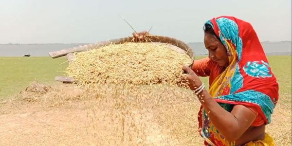 ভৈরবে বোরো ধানের বাম্পার ফলন, শঙ্কায় কৃষক